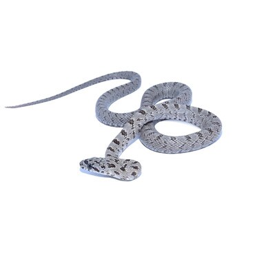 Bairds Rat Snake